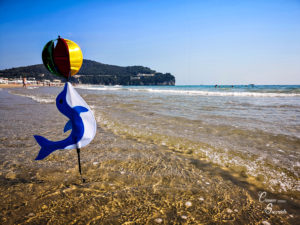 IMG_20180922_140719-300x225 *Video* Gaeta spettacolare avvistamento di delfino alla spiaggia di Serapo!