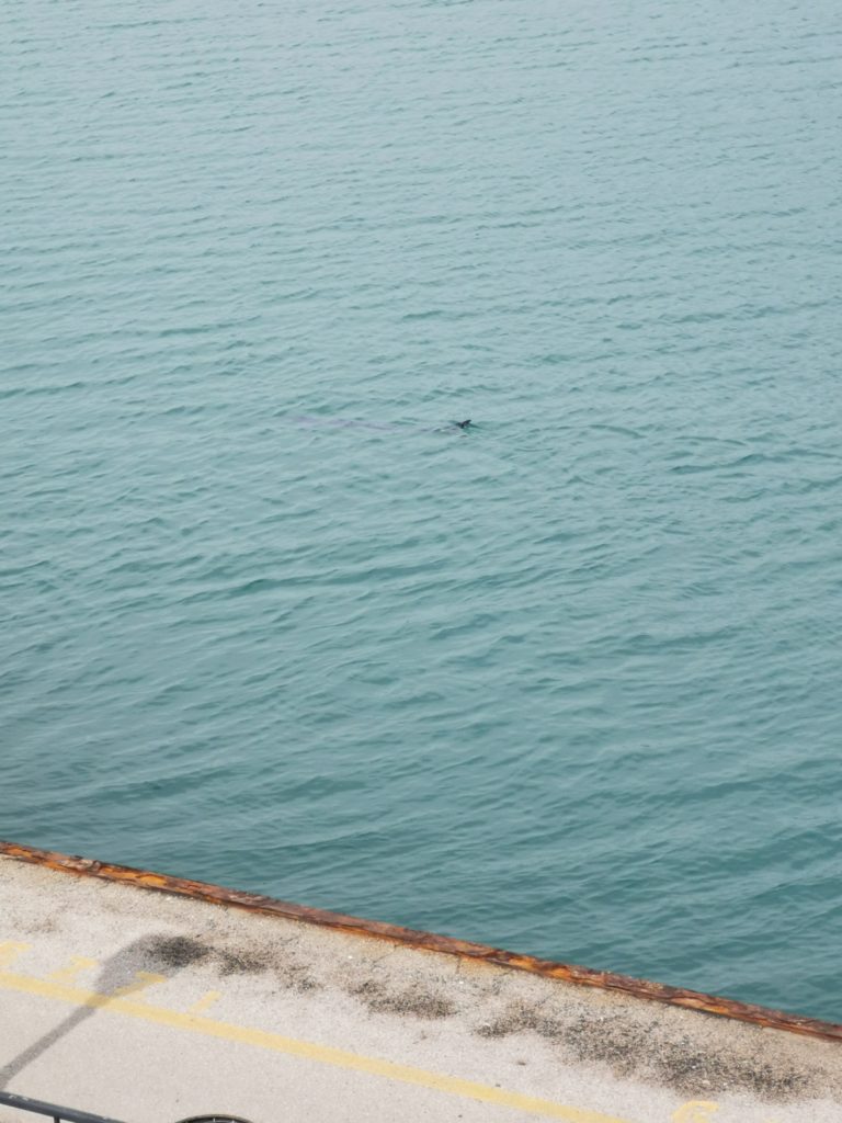 *Eccezionale Video* piccolo di delfino nel Golfo di Gaeta